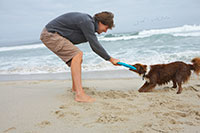 Dog on the beach